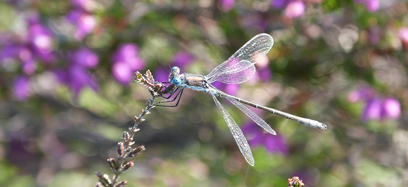 Le bio-mimétisme expliqué par Benjamin Thiria
