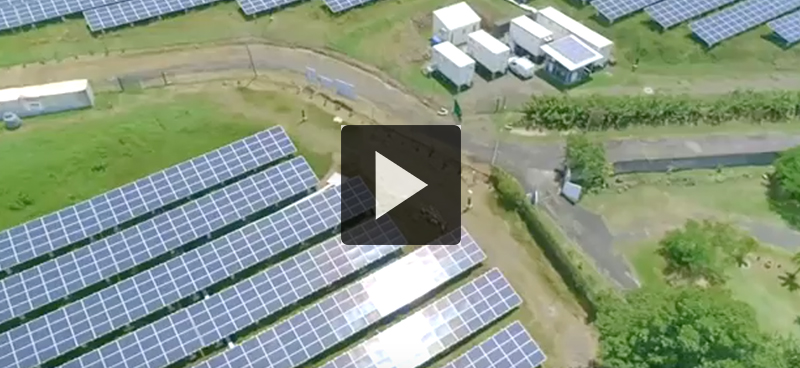 Martinique : du solaire et des moutons !