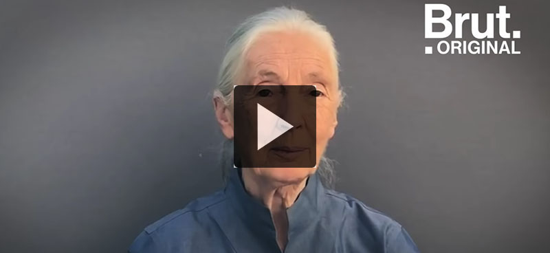 Le message d’espoir de Jane Goodall