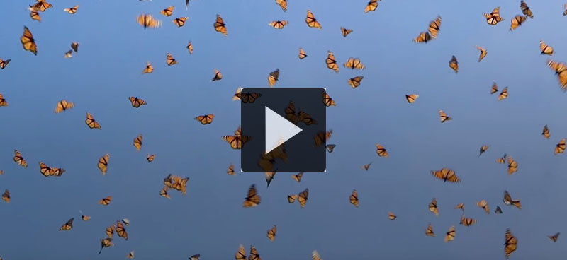 5 nouvelles réjouissantes pour la planète