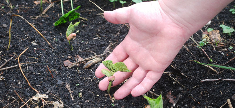 Cultures comestibles et solidarité dans le 19ème arrondissement de Paris