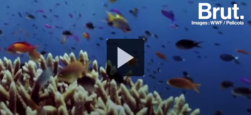 Récif de Tubbataha: un succès de protection environnementale