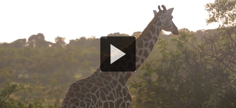 Découvrez le projet Hifadhi-Livelihoods au Kenya