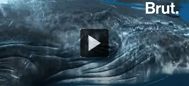 Les baleines, une arme contre le réchauffement climatique?