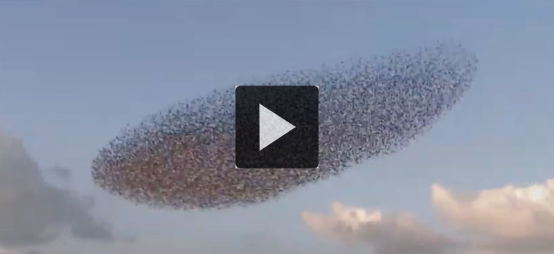 S’inspirer de la nature pour agir ensemble: l’effet domino