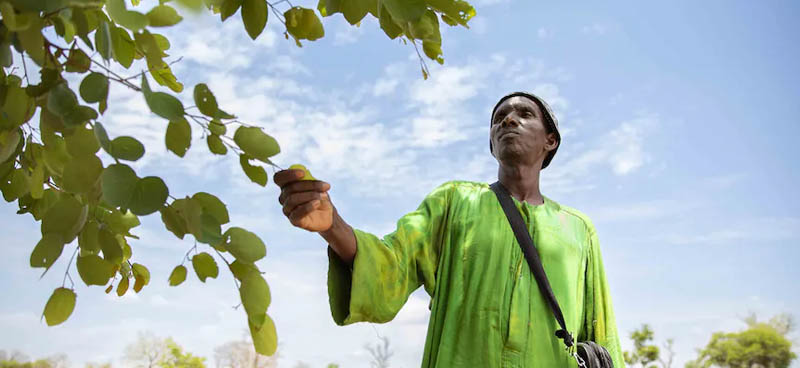 Sénégal : mobilisation pour le plus grand gisement forestier 
