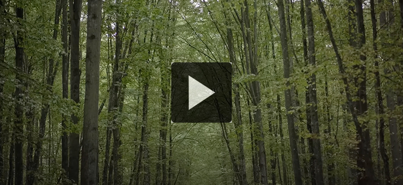 De l&rsquo;importance d&rsquo;une forêt primaire en Europe de l&rsquo;Ouest