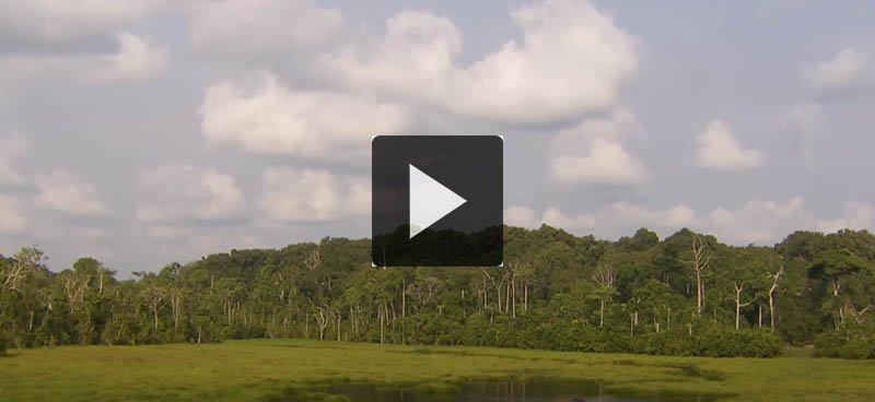 Un tour d’horizon des bonnes nouvelles pour la planète