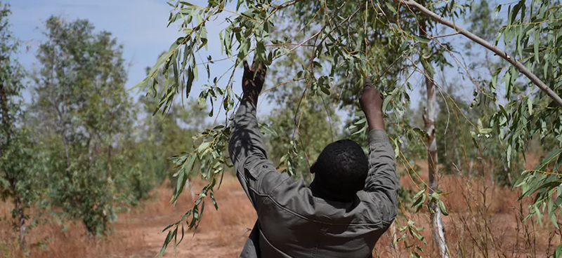 La Grande muraille verte : une meilleure qualité de vie dans le Sahel ?
