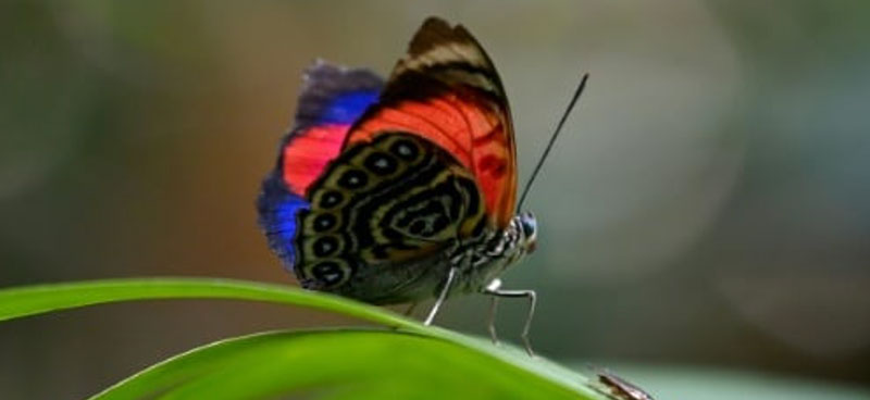 Les papillons d’Équateur : thermomètres du changement climatique