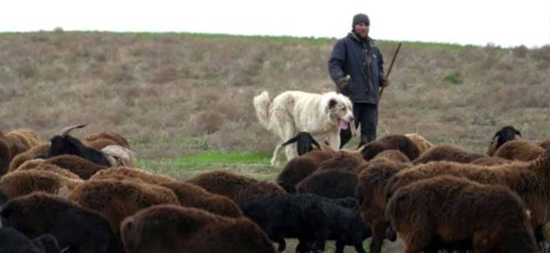 Le mouton géant du Tadjikistan, allié de l’environnement