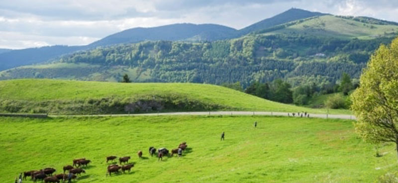 La pratique ancestrale de la transhumance renaît dans les Vosges