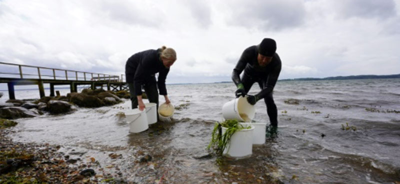 Danemark : du varech pour restaurer l’écosystème d’un fjord