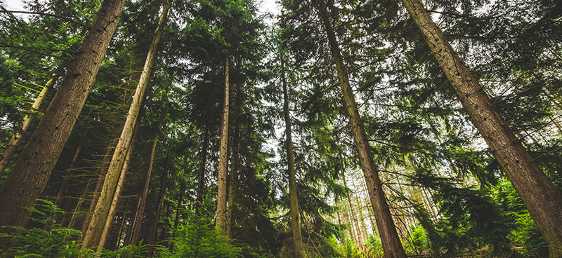 Forêts tropicales : évaluer l&rsquo;impact de l&rsquo;exploitation du bois