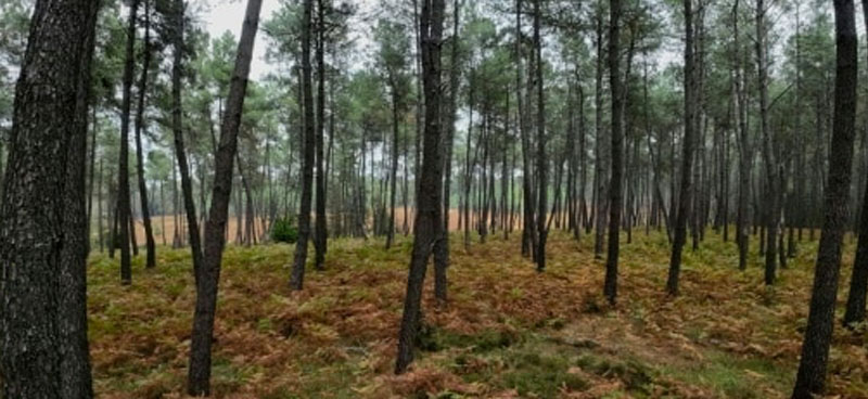 Nature : un texte de l’UE pour préserver les écosystèmes