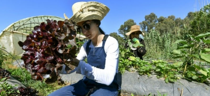 Ibtissem et Amira, pionnières de la culture bio en Algérie