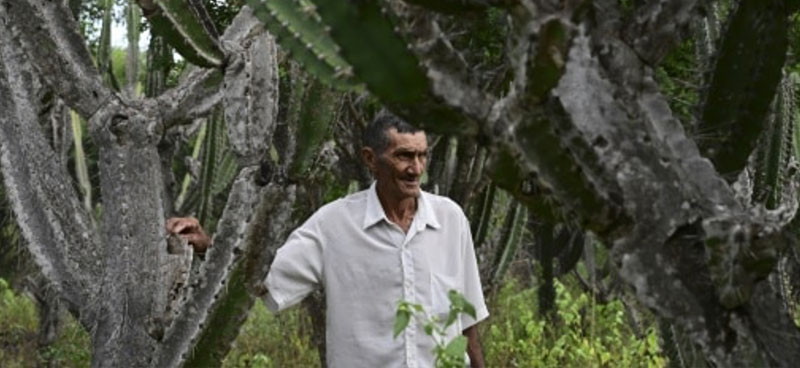 L’agro-écologie contre la désertification dans le nord-est brésilien