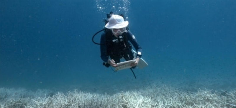 Comment restaurer les récifs coralliens pour les préserver