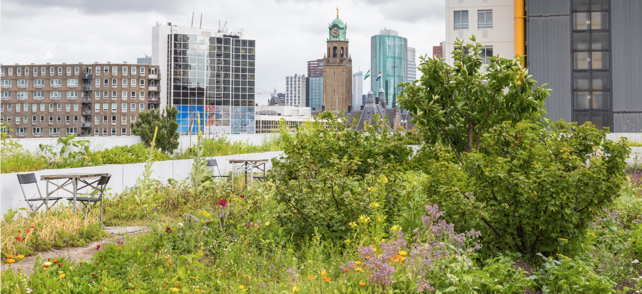 Les toits végétalisés : une solution pour réguler les eaux de pluie
