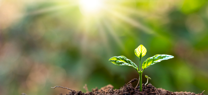 « L’envers des mots » : Biosourcé