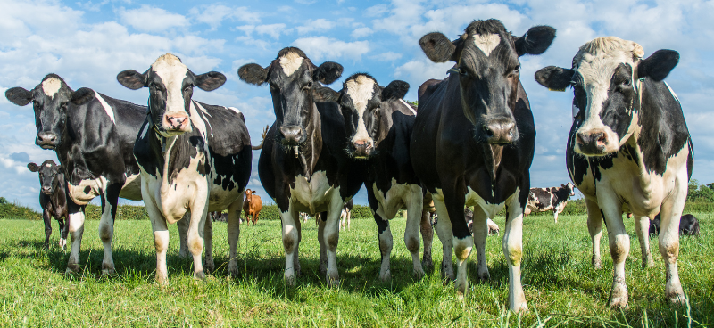 La France cherche à résoudre le « paradoxe de la vache qui broute »